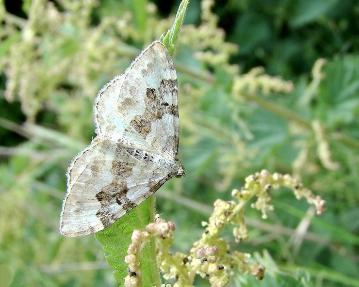 silver-ground carpet